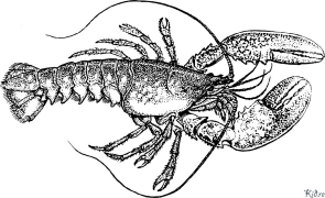 crayfish Printable Coloring Nplooj Ntawv